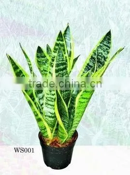 H25-35cm Indoor Plants Sansevieria Trifasciata Laurentii Bonsai