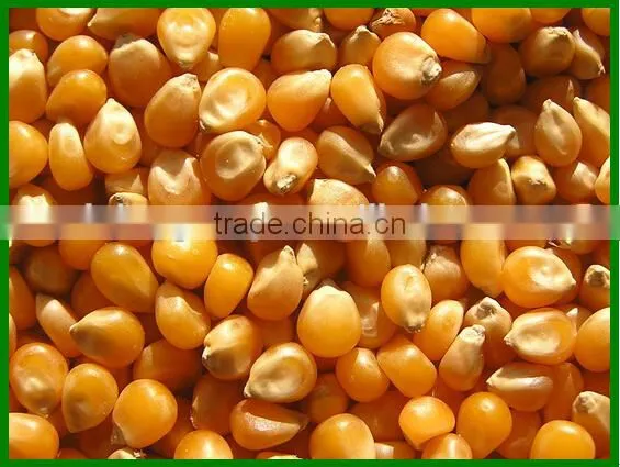 China Latest Technology Corn Shelling Machine Made in China for Sale photo-4