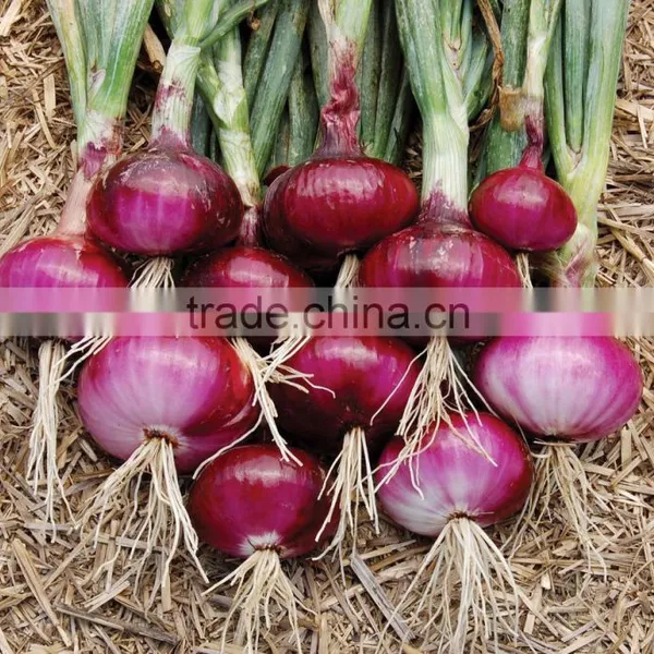 Vietnam Fresh Onion for Kuwait Market photo-4