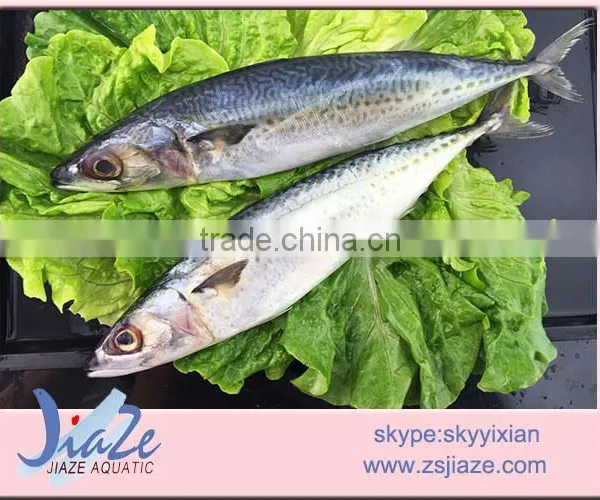 Frozen Pacifica Mackerel WHOLE ROUND photo-2