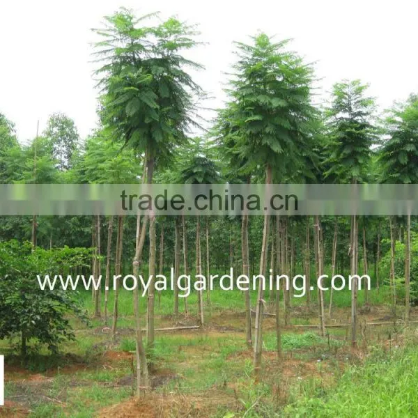 Jacaranda Acutifolia photo-2
