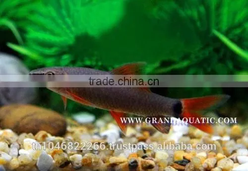 Rainbow Shark Fish/Ornamental Fish Thailand photo-6