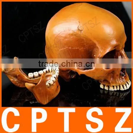 Human Resin Skull Model for Halloween photo-3