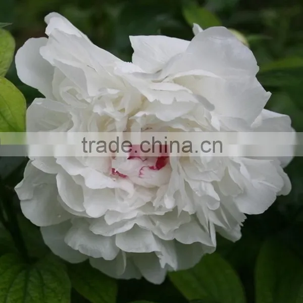 Color Hot Sell Three Heads White Peony photo-5