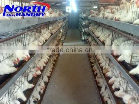 Full Automatic Feeding and Drinking System A Type Layer Quail Cage photo-3