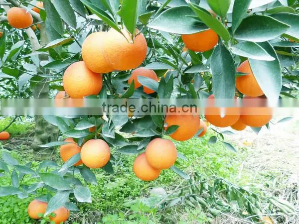 Sweet Navel Orange 1st Class Price
