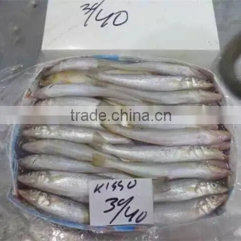 Frozen Lady Fish/silago Shima/silver Fish photo-3