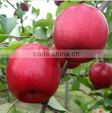 Fresh Type Fuji Apple