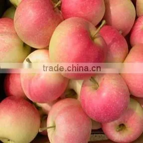 Fresh Fruit Chinese Gala Apple photo-3