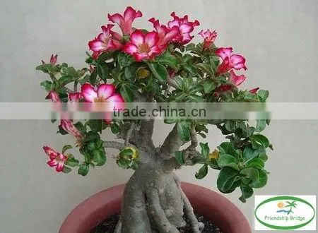 Desert Rose photo-5