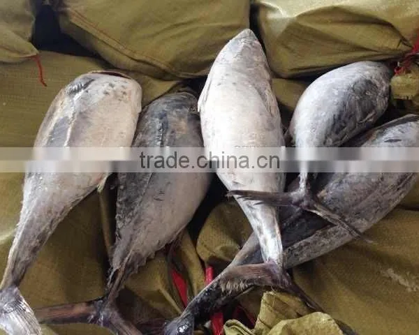 300-500g Frozen Bonito Tuna Fish photo-4