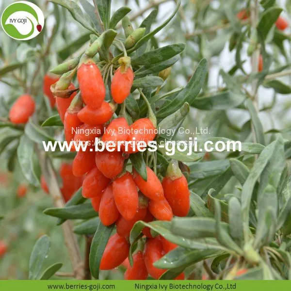 Factory Supply Nutrition Dried Chinese Wolfberry photo-2