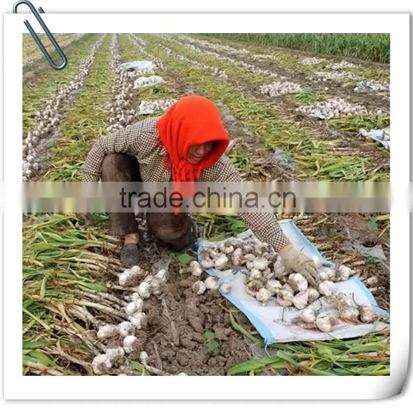 2016 Jinxiang Fresh Garlic photo-3
