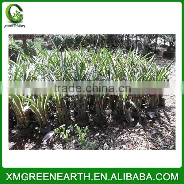 Agave Americana Variegata photo-2