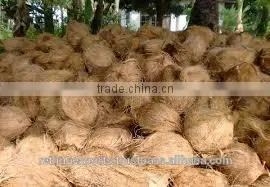 Fresh and Tasty Coconut Suppliers
