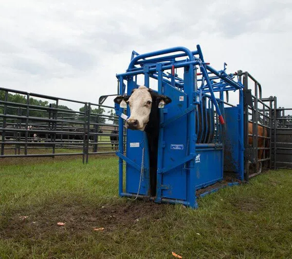 2025 New Mold Steel Tube Panel Cattle Squeeze Chute photo-4