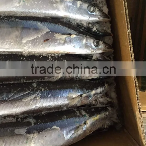 1# 120-140G Frozen Pacific Saury From China photo-6