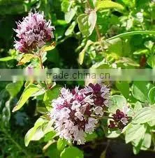 Oregano Oil (Origanum Vulgare) photo-6
