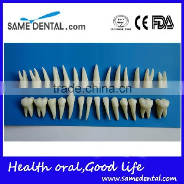 Dental Same Proportionally Simulation Model DEA-43 photo-5