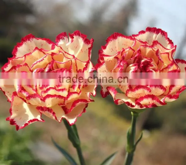 Fresh Cut Flower Carnation Dianthus Caryophyllus photo-3