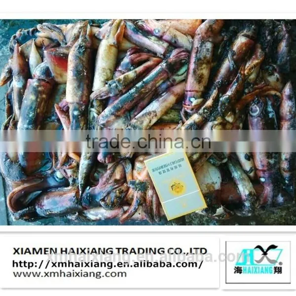 Frozen Whole Round Red Squid photo-5