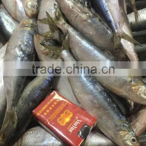 Sardine photo-3