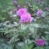 Trifolium Pratense P.E.