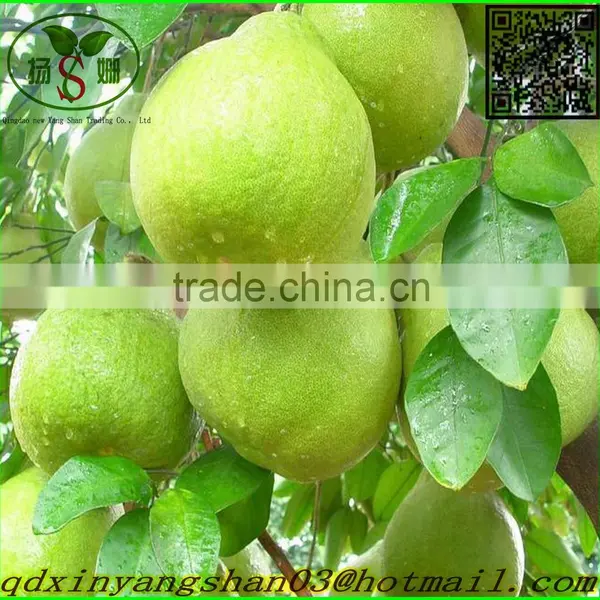 Pomelo / Yellow Pomelo /green Pomelo photo-4