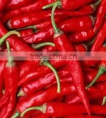 IQF frozen chilli/BQF chilli paste with BRC certificate