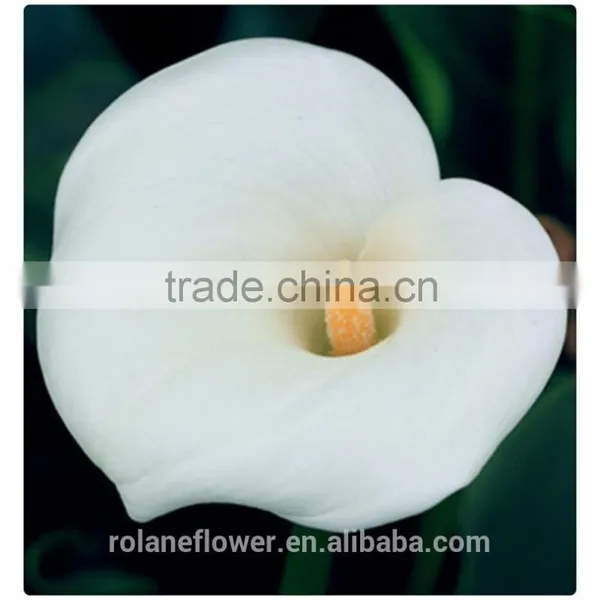 2016 Lastest Arriving Cut White Calla Lily Flower for Selling photo-3
