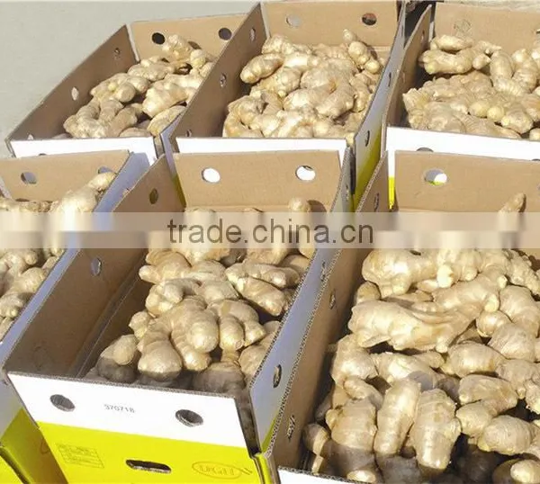 Bulk Fresh Ginger in Carton Package photo-4