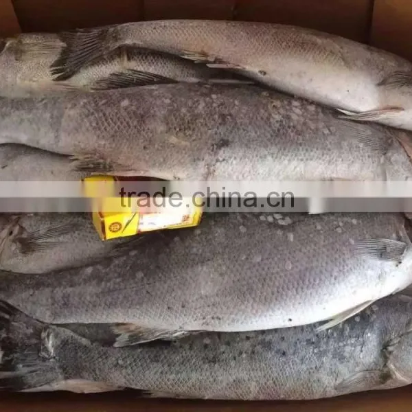 Frozen Seabass photo-2