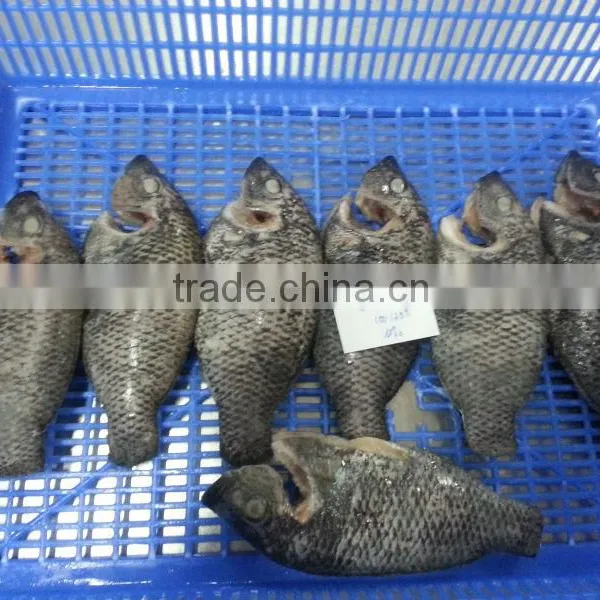 FROZEN BLACK TILAPIA WHOLE ROUND photo-6