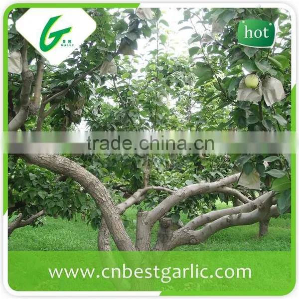 Cheap Bulk su Pear photo-4