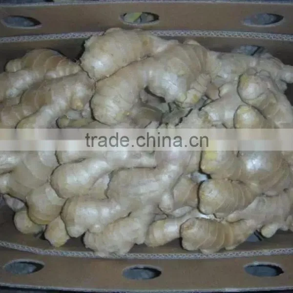 Wholesale Chinese Fresh Ginger With High Quality photo-5