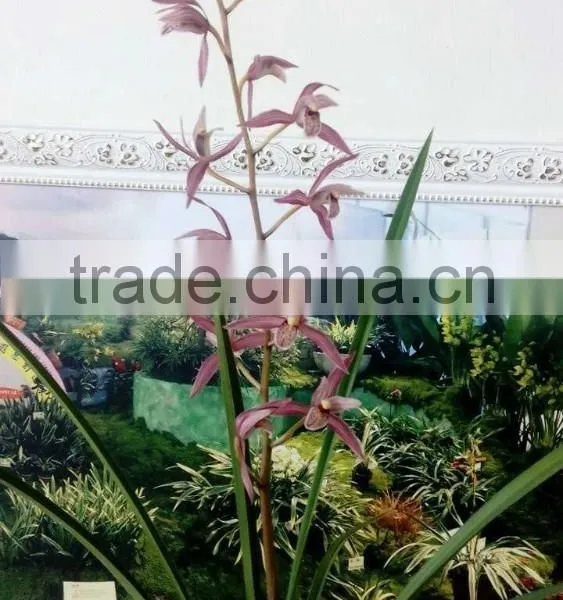 Cymbidium Hybridum Faberi(Zhu Gong Hybrid) photo-2