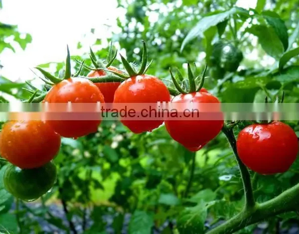 Tomato Multiple Layer Continuous Type Mesh Belt Dryer photo-6
