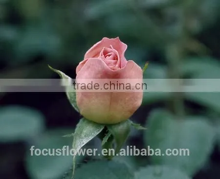on Line Shopping Fresh Rose Flowered Trim Fresh Cut Flowers Kenya for Home Decoration photo-4