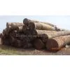 Roko Lumber , Bubinga Lumber , Teak Lumber,tali,azobe,sipon,iroko,sappeli,dossies and Other Lumber Woods and Square and Round Logs photo-3