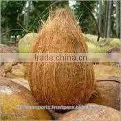 Fresh Coconut Sellers photo-6