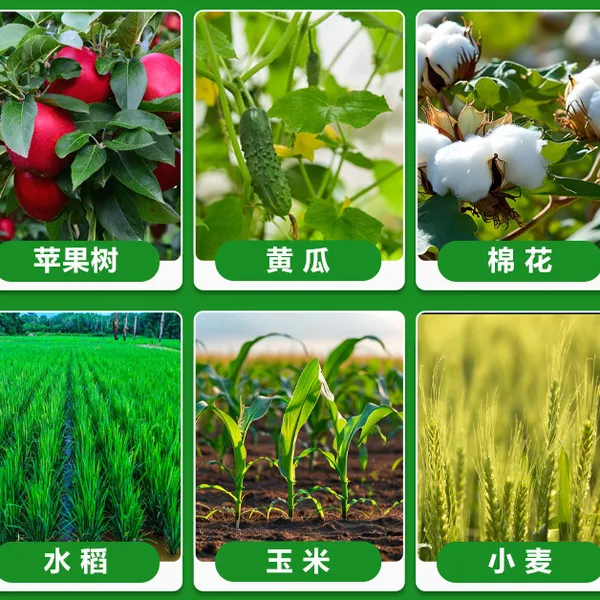 High Purity Agrochemical Thidiazuron Tdz 98%TC photo-2