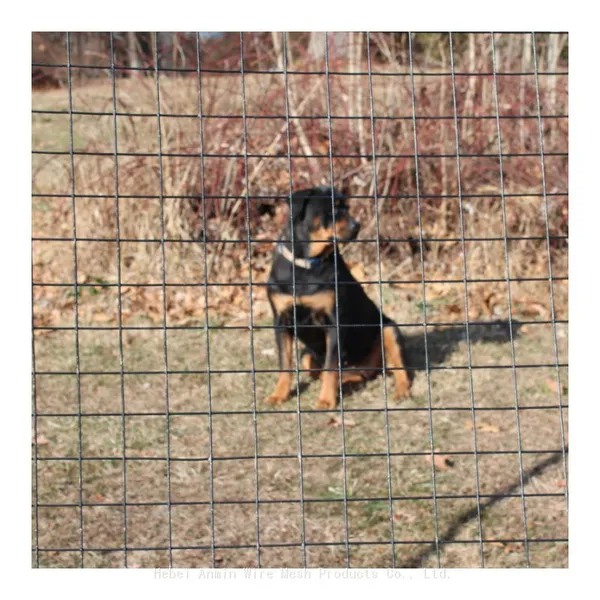 Galvanized Welded Wire Mesh Rolls (1/4 x 1/4