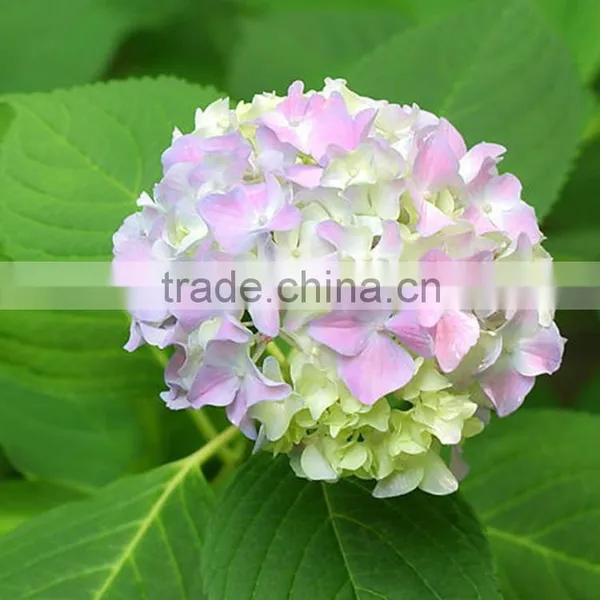 Low Price Cheapest Hydrangea Flowers Bonsai photo-3