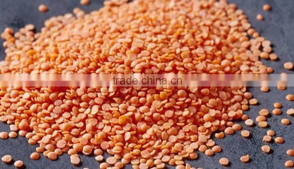 Lentil/Red Lentil/Green Lentil