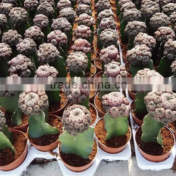 Mini Decoration Cactus Plants photo-6