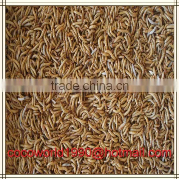 Dried Mealworms Recipes by the Pound Storage photo-5