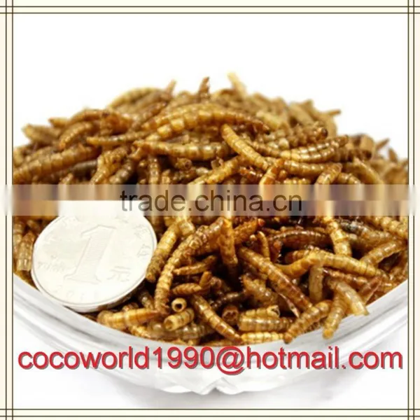 Microwave Dried Meal Worms Bulk or Bird Food