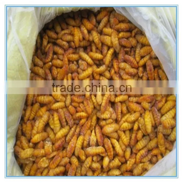 New Season Fresh IQF Frozen Silkworm photo-5