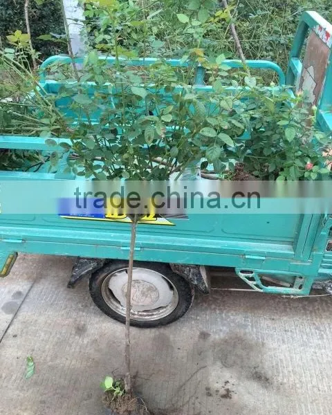 Easy Survival Rose Seedling photo-2