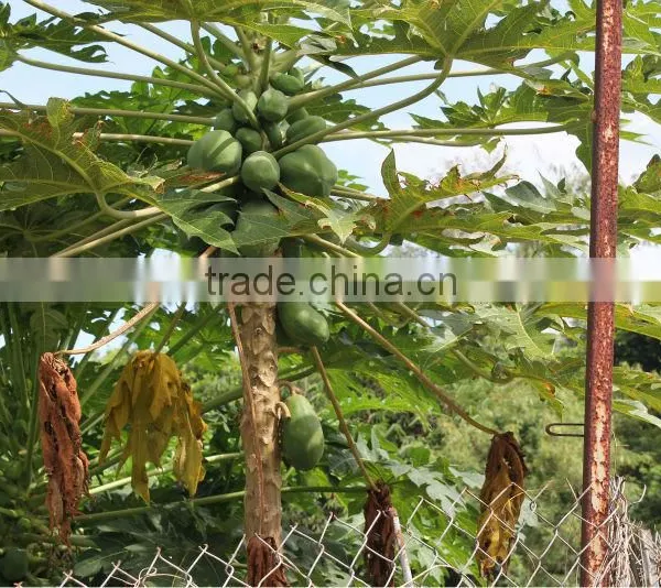 Dried Green Papaya photo-6